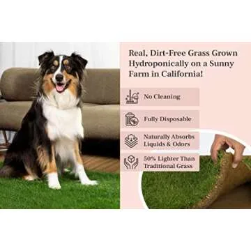 DoggieLawn Dog Potty with Real Grass - Eco-Friendly Solution
