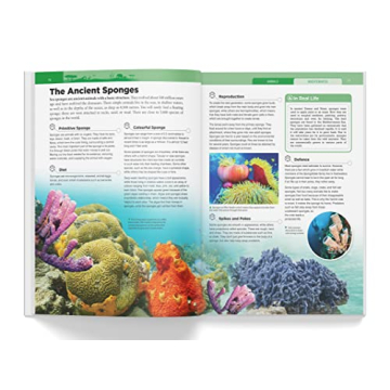 Knowledge Encyclopedia: Animals for Kids - Fun Learning