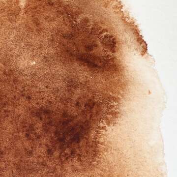 Winsor & Newton Professional Water Colour Paint, 0.47-oz Tube, Burnt Umber