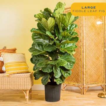 Costa Farms Fiddle Leaf Fig Tree Plant, Live Ficus Lyrata, Live Indoor Plant in Nursery Plant Pot, Live Houseplant in Soil Mix, Housewarming New Home, Office and Indoors Decor, 5 Feet Tall