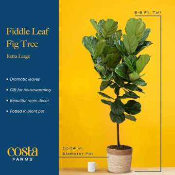 Costa Farms Fiddle Leaf Fig Tree Plant, Live Ficus Lyrata, Live Indoor Plant in Nursery Plant Pot, Live Houseplant in Soil Mix, Housewarming New Home, Office and Indoors Decor, 5 Feet Tall