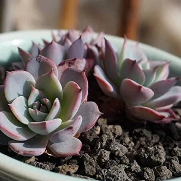 TOYPOPOR Black Lava Rock Soil Additive for Plants