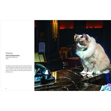 Shop Cats of New York