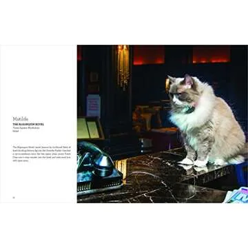 Shop Cats of New York