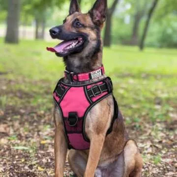 Joytale Personalized Reflective Dog Collar for Large Dogs