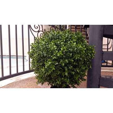24" Tall 16” Round Artificial Topiary Ball Boxwood Trees (Set of 2) by Northwood Calliger | Highly Realistic Potted Shrubs for Indoor/Outdoor | UV Protected