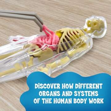 Thames & Kosmos Ooze Labs: Visible Human Body with Squishable Organs