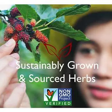 Bravo Tea Absolute Schisandra Berry Herbal Tea Caffeine Free, 20 Tea Bags