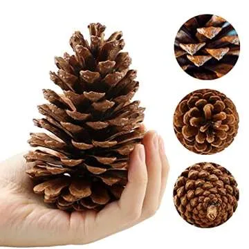 Natural Pinecones for DIY Crafts and Home Decor