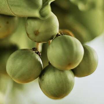 L'Occitane Shea Butter Zesty Lime Hand Cream for Unisex, 1 Ounce (Pack of 1)