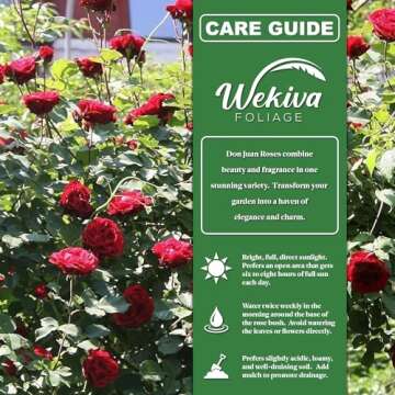 Don Juan Rose Bush - Live Starter Plant in a 2 Inch Pot - Beautifully Fragrant Heirloom Rose from Florida - A Versatile Beauty with a Rich Fragrance