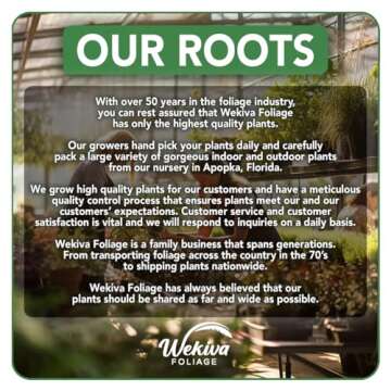 Don Juan Rose Bush - Live Starter Plant in a 2 Inch Pot - Beautifully Fragrant Heirloom Rose from Florida - A Versatile Beauty with a Rich Fragrance