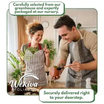 Don Juan Rose Bush - Live Starter Plant in a 2 Inch Pot - Beautifully Fragrant Heirloom Rose from Florida - A Versatile Beauty with a Rich Fragrance