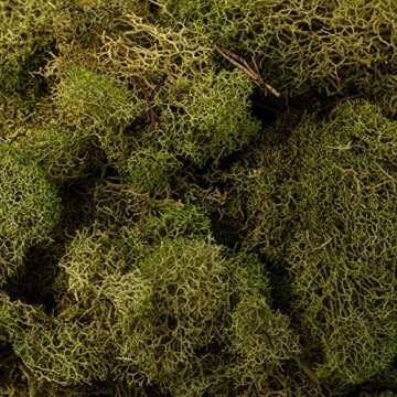 Quality Growers QG2060 Preserved Reindeer Moss, 108.5 Cubic Inch, Spring Green