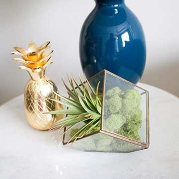 Quality Growers QG2060 Preserved Reindeer Moss, 108.5 Cubic Inch, Spring Green