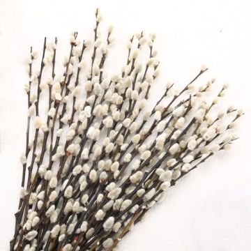 Natural Preserved Dried Pussywillow Branches for Decor