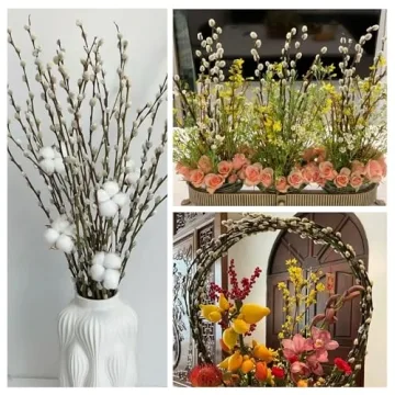 Natural Preserved Dried Pussywillow Branches for Decor