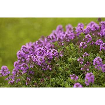 Thyme Seeds, 250+ German Winter, Heirloom, Non-GMO, Thymus vulgaris