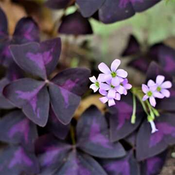 Easy to Grow Oxalis Triangularis 'Purple Shamrocks' Plant Bulbs (20 Pack) - Dark Purple Foliage & Li...