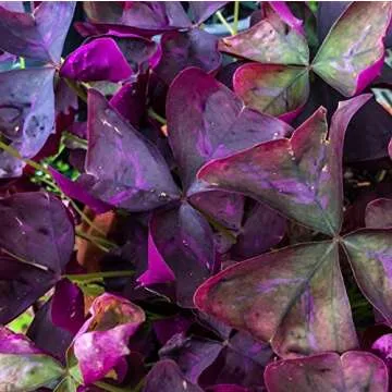 Easy to Grow Oxalis Triangularis 'Purple Shamrocks' Plant Bulbs (20 Pack) - Dark Purple Foliage & Light Pink Flowering Blooms for Indoor or Outdoor Gardens