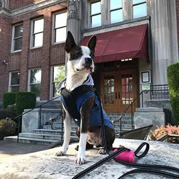 Stylish Denim Dog Hoodie for Small & Medium Dogs