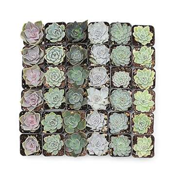 CAL Farms 2” Rosettes Succulents for Events and Decor