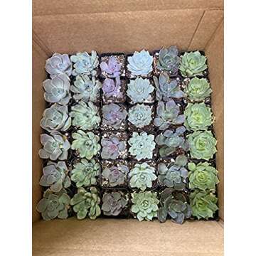 CAL Farms 2” Rosettes Succulents for Events and Decor