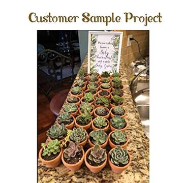 CAL Farms 2” Rosettes Succulents for Events and Decor