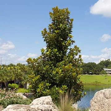 Perfect Plants Little Gem Magnolia Live Plant, 3-4', Includes Care Guide