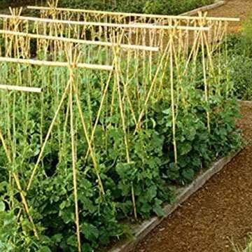 GROW!T Hydrofarm HGBB6 6' Natural, Bamboo Stake, Pack of 25, Tan