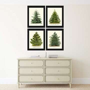 LoveThePrint Pine Tree Christmas Holiday Wall Art Home Decor Print Set of 4 Unframed Beautiful Botanical Nordmann Fir or Caucasian Fir Norway Spruce Scotch Pine Japanese Larch Gift Present