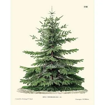 LoveThePrint Pine Tree Christmas Holiday Wall Art Home Decor Print Set of 4 Unframed Beautiful Botanical Nordmann Fir or Caucasian Fir Norway Spruce Scotch Pine Japanese Larch Gift Present