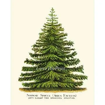 LoveThePrint Pine Tree Christmas Holiday Wall Art Home Decor Print Set of 4 Unframed Beautiful Botanical Nordmann Fir or Caucasian Fir Norway Spruce Scotch Pine Japanese Larch Gift Present