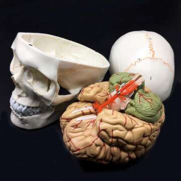 8-Part Life-Size Human Skull with Brain Model for Anatomy Education