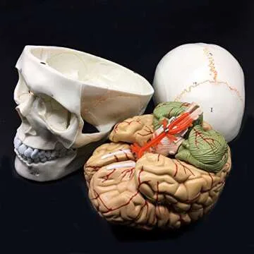 8-Part Life-Size Human Skull with Brain Model for Anatomy Education