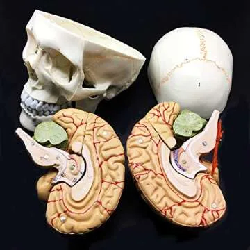 Life-Size Human Skull & Brain Anatomical Model for Education