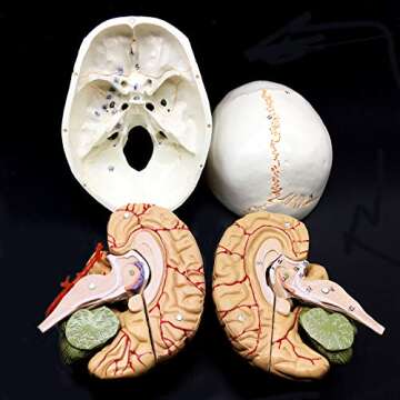 Life-Size Human Skull & Brain Anatomical Model for Education