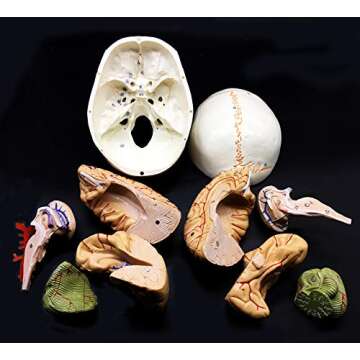 Life-Size Human Skull & Brain Anatomical Model for Education