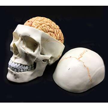 Life-Size Human Skull & Brain Anatomical Model for Education