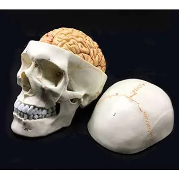 Life-Size Human Skull & Brain Anatomical Model for Education
