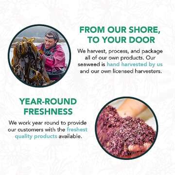 VITAMINSEA Kombu Dried Sugar Kelp Seaweed | Wild North Atlantic Seaweed for Snacking, Seasoning, Soups & Salads | Rich in Vitamins, Minerals & Antioxidants Perfect for Thyroid Support | Flakes (2 OZ)