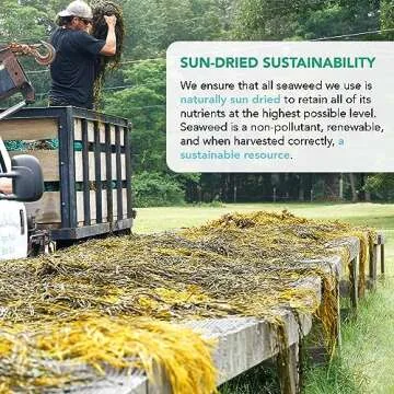 VITAMINSEA Kombu Dried Sugar Kelp Seaweed | Wild North Atlantic Seaweed for Snacking, Seasoning, Soups & Salads | Rich in Vitamins, Minerals & Antioxidants Perfect for Thyroid Support | Flakes (2 OZ)