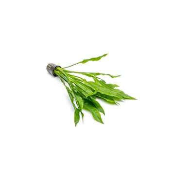 SubstrateSource Amazon Sword Echinodorus Bleheri Live Plant for Freshwater Aquariums, Natural Fish Tank Decorations, and Aquatic Decor (1 Pot, Large)