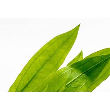 SubstrateSource Amazon Sword Echinodorus Bleheri Live Plant for Freshwater Aquariums, Natural Fish Tank Decorations, and Aquatic Decor (1 Pot, Large)