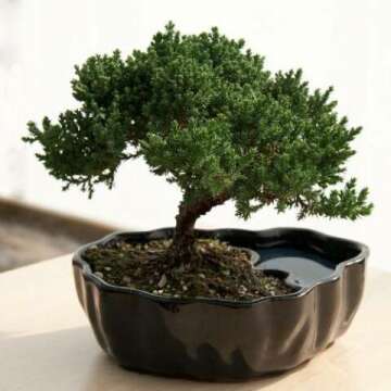 Zen Reflections Juniper Bonsai: Indoor Serenity Plant