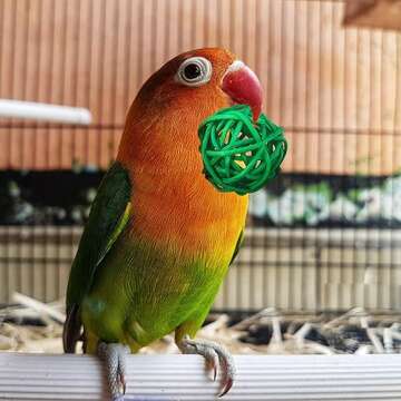 10 Pack Rattan Balls 1.2 inch Colored Wicker Ball Birds Quaker Parrot Parakeet Chewing pet bite Ball for Budgies Conures Hamsters Ball Orbs Crafts DIY Accessories vase fillers