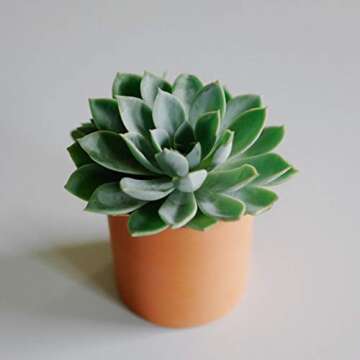 Zayla's Houseplants Cylinder Terracotta Pot - Minimal - Drainage Hole - Windowsill Size