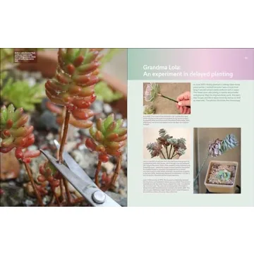 Designing with Succulents Guide for Hardy Plant Lovers