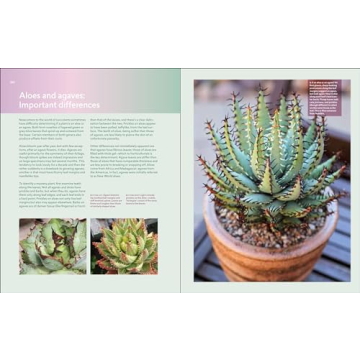 Designing with Succulents Guide for Hardy Plant Lovers