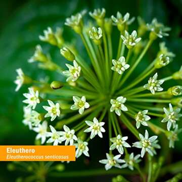 Herb Pharm Daily Stress Relief Spray - Portable Herbal Support, 1 Fl Oz